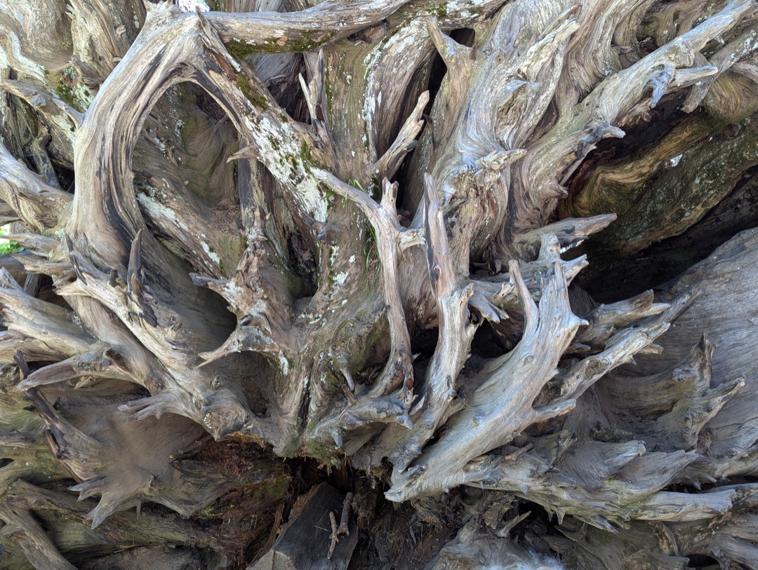 Closeup of the roots of an enormous fallen tree. The roots are dried and weathered from exposure to the sun, and moss has started to grow on some of the more sheltered surfaces.